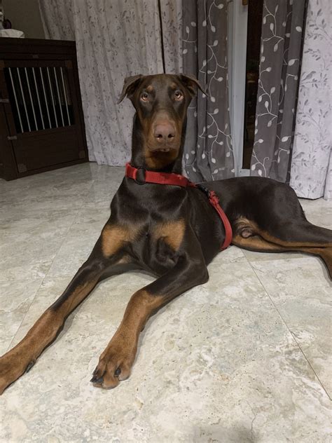 If you want a Houston Doberman for sale, they were bred to be loving and loyal companions, but they are also very strong and athletic dogs. . Doberman puppies for sale in florida